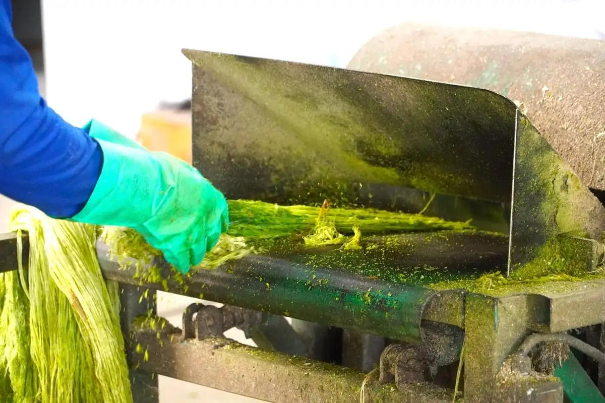 Ép lá khóm tạo sợi, tăng nguồn thu, tạo việc làm