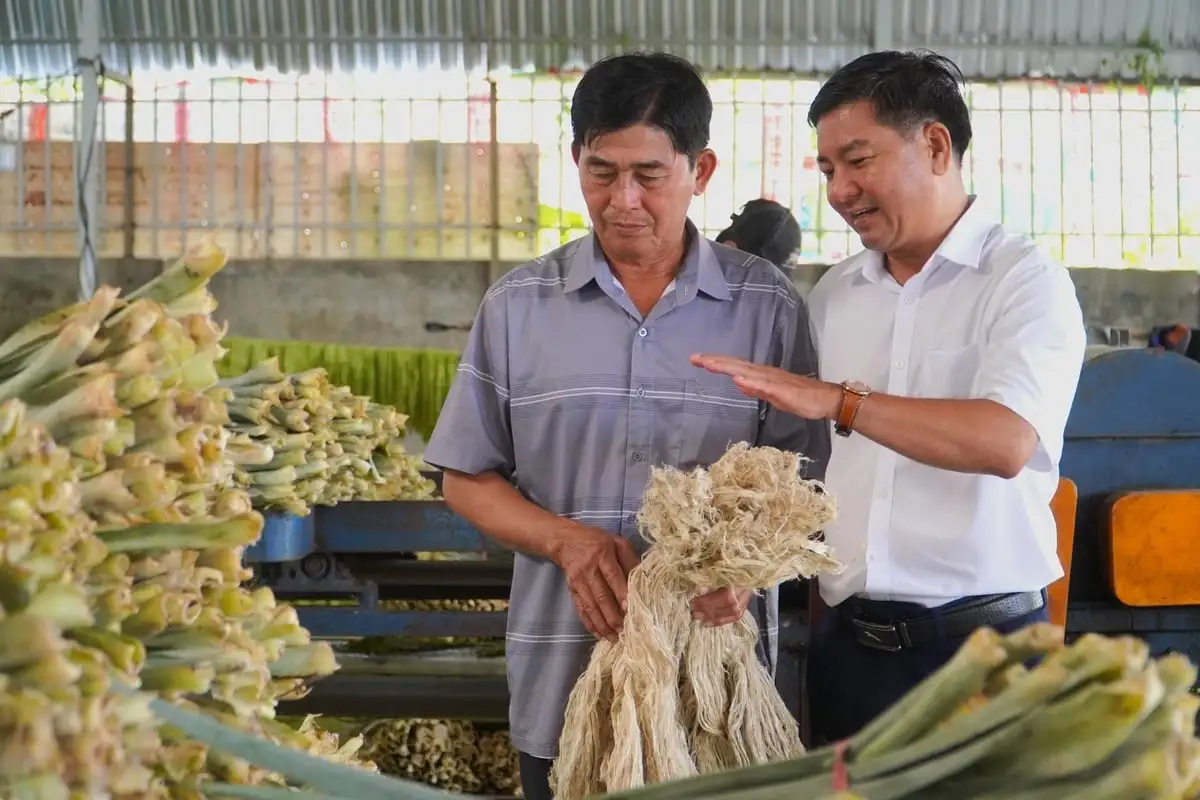 Ép lá khóm tạo sợi, tăng nguồn thu, tạo việc làm