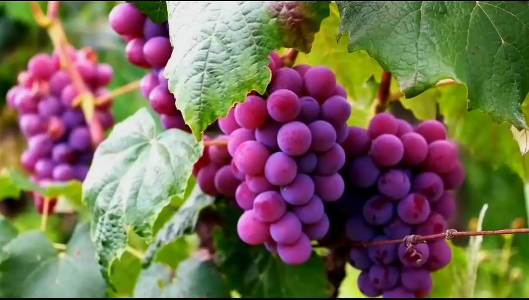 Gắn nông nghiệp, môi trường với du lịch hướng tới mục tiêu phát triển bền vững