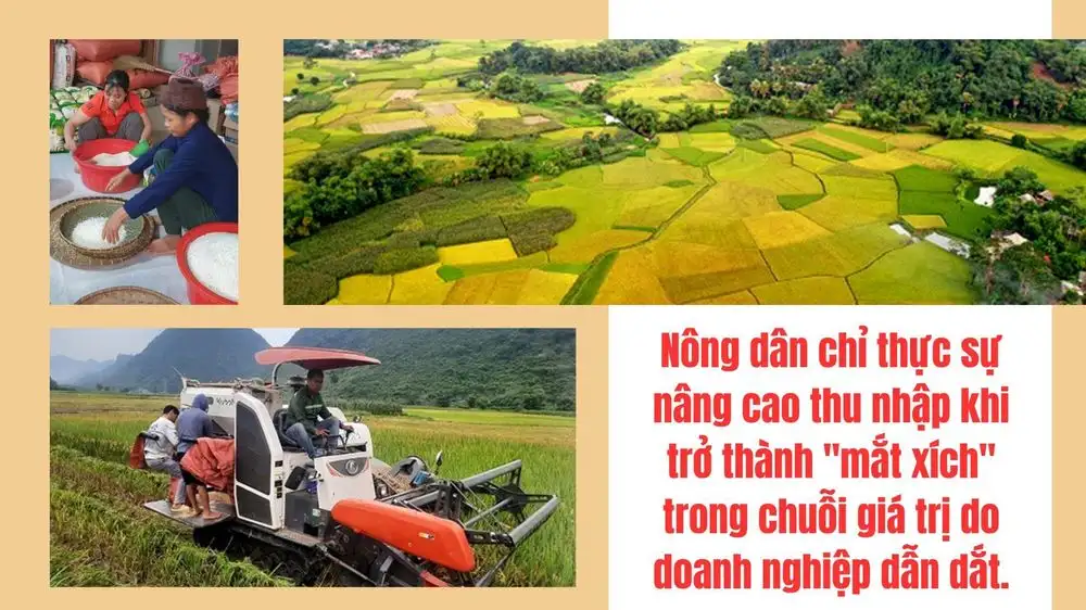 Gắn vùng nguyên liệu với chế biến: Nâng cao giá trị nông sản