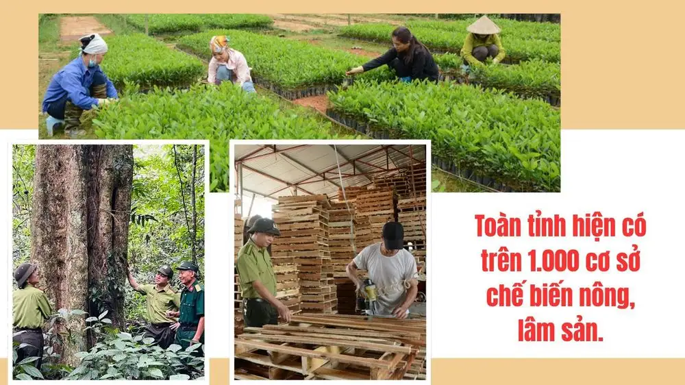 Gắn vùng nguyên liệu với chế biến: Nâng cao giá trị nông sản