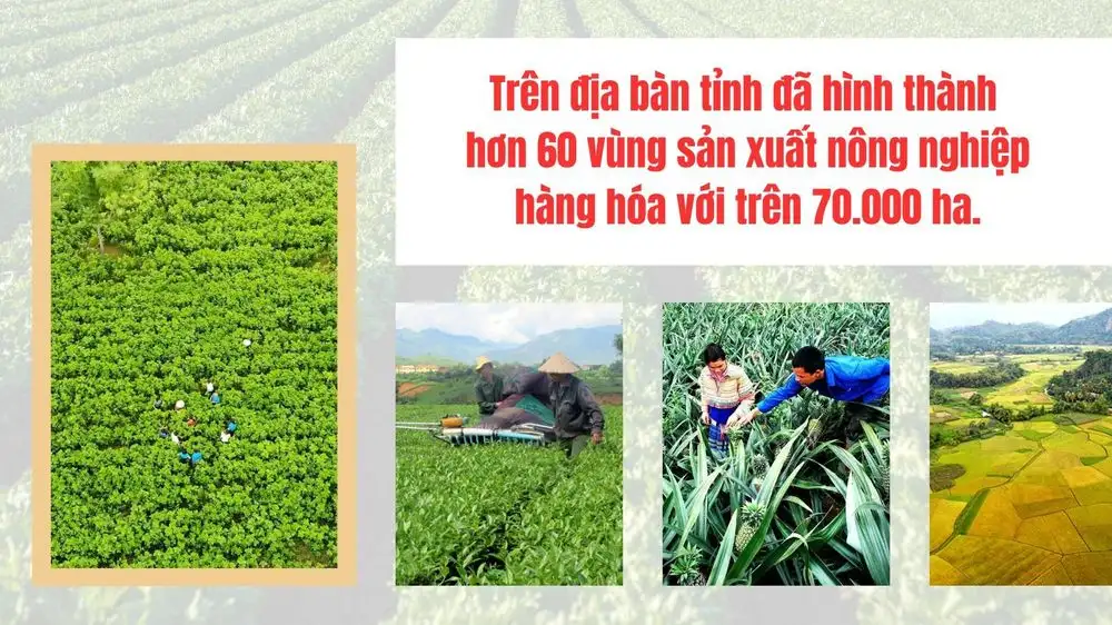 Gắn vùng nguyên liệu với chế biến: Nâng cao giá trị nông sản