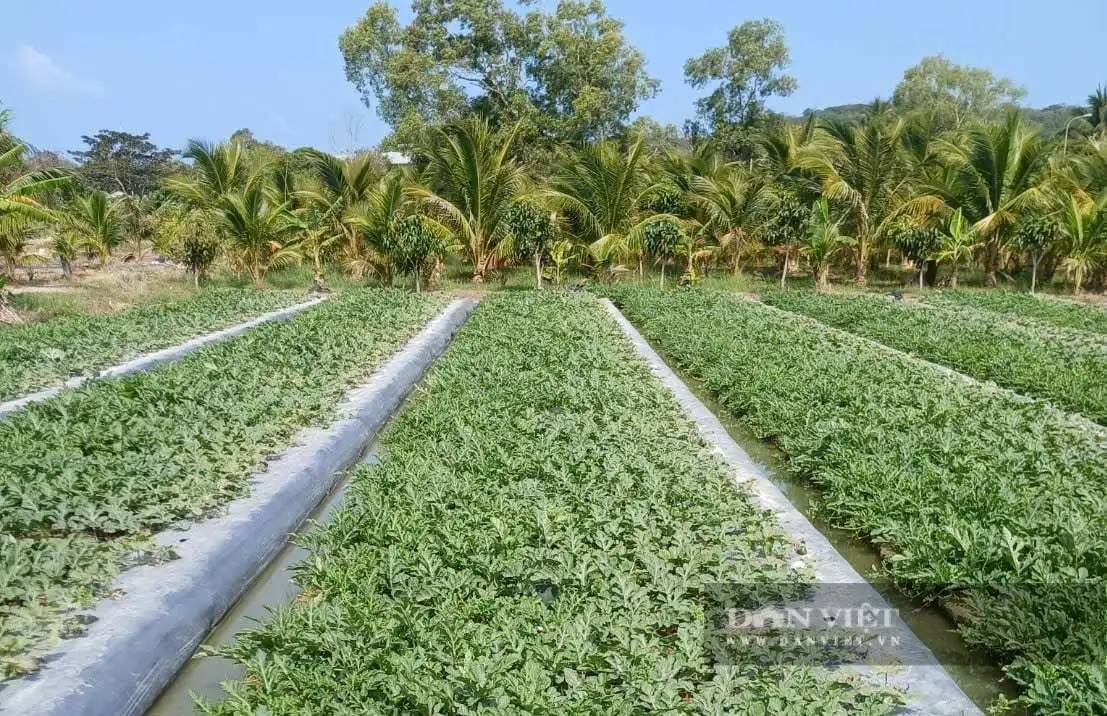 Giá phân bón có loại chạm ngưỡng 1 triệu đồng/bao, nông dân trồng dưa hấu Tết ở Tây Ninh đứng ngồi không yên lo lãi giảm