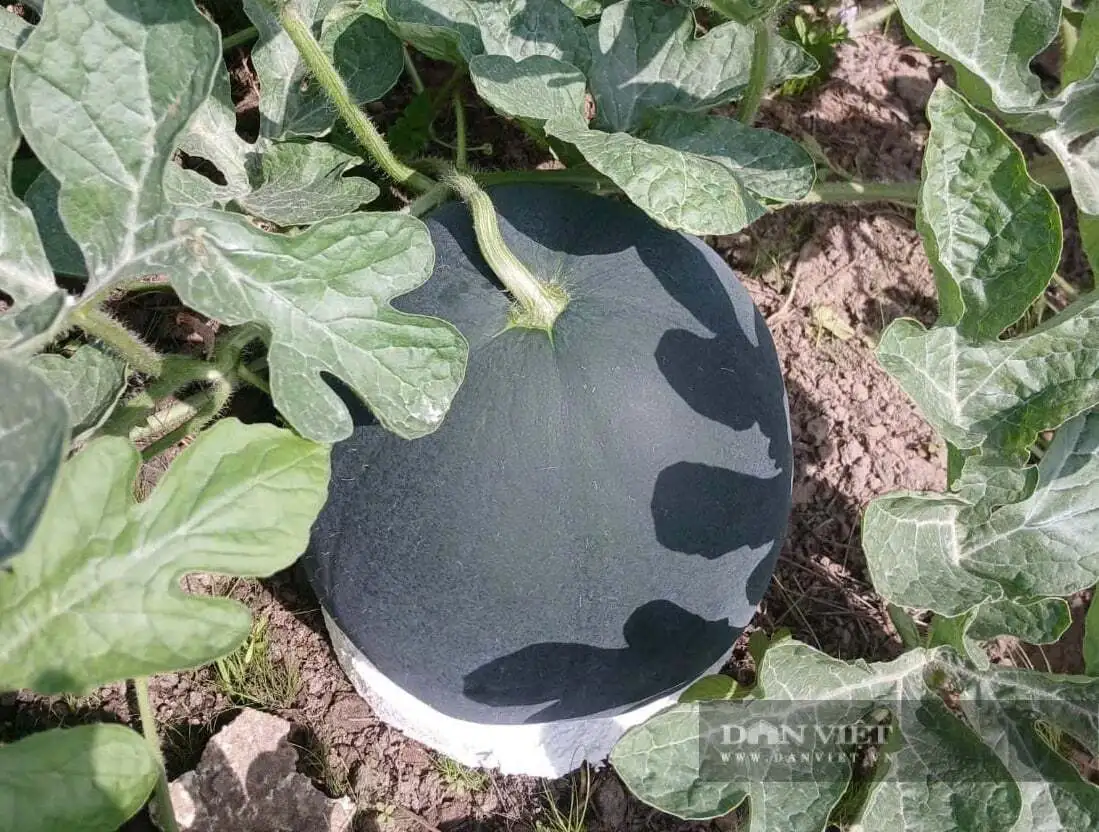 Giá phân bón có loại chạm ngưỡng 1 triệu đồng/bao, nông dân trồng dưa hấu Tết ở Tây Ninh đứng ngồi không yên lo lãi giảm