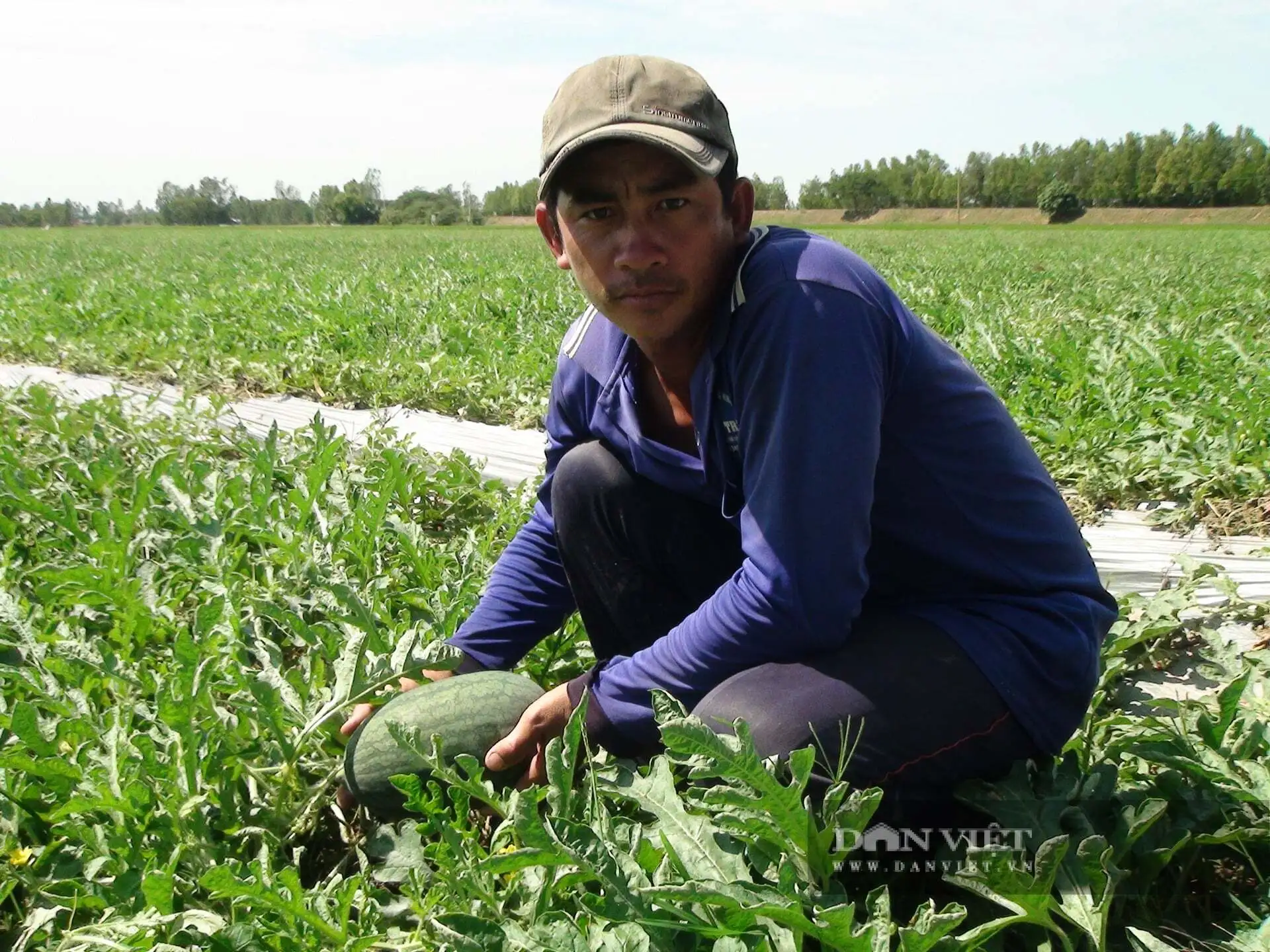 Giá phân bón có loại chạm ngưỡng 1 triệu đồng/bao, nông dân trồng dưa hấu Tết ở Tây Ninh đứng ngồi không yên lo lãi giảm