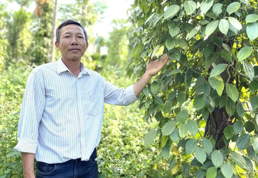 Gia tăng giá trị từ chuỗi liên kết sản xuất hồ tiêu bền vững