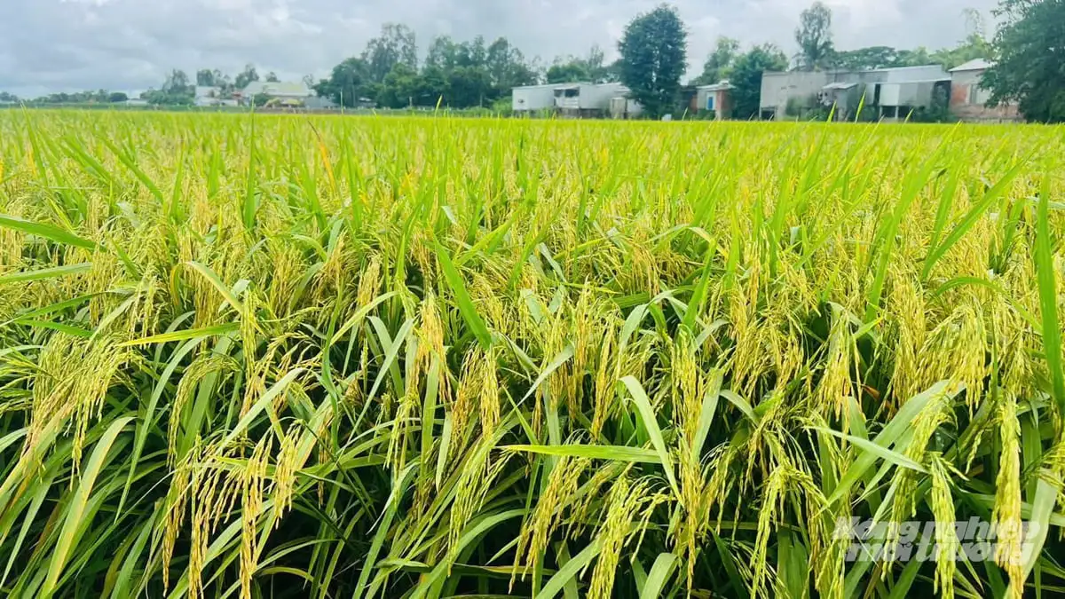 Giải pháp chọn giống lúa chất lượng cao- nền tảng canh tác lúa giảm phát thải