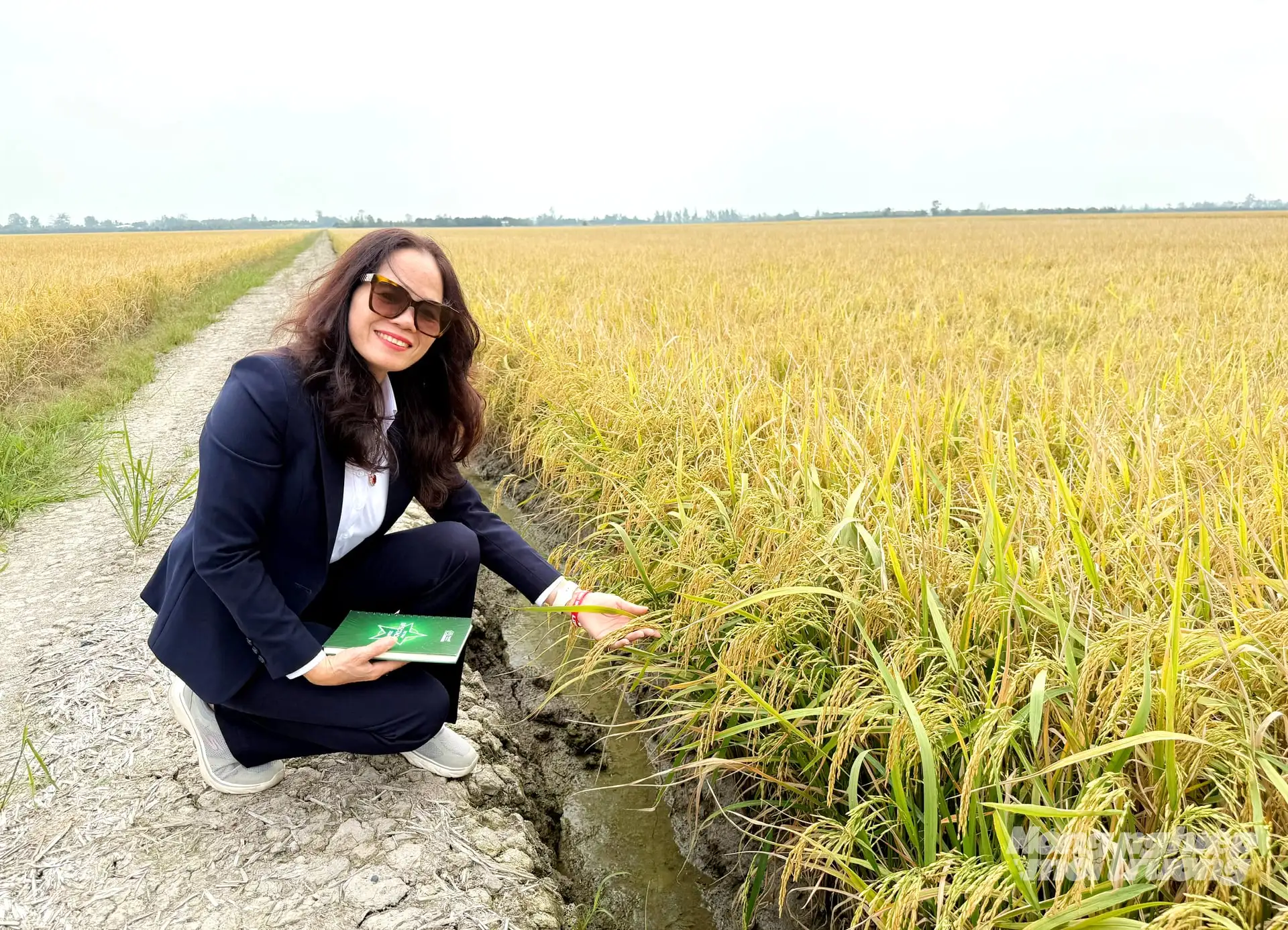 Giải pháp chọn giống lúa chất lượng cao- nền tảng canh tác lúa giảm phát thải