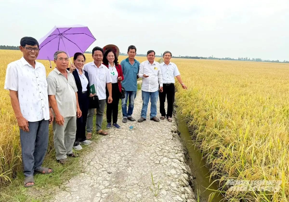 Giải pháp chọn giống lúa chất lượng cao- nền tảng canh tác lúa giảm phát thải