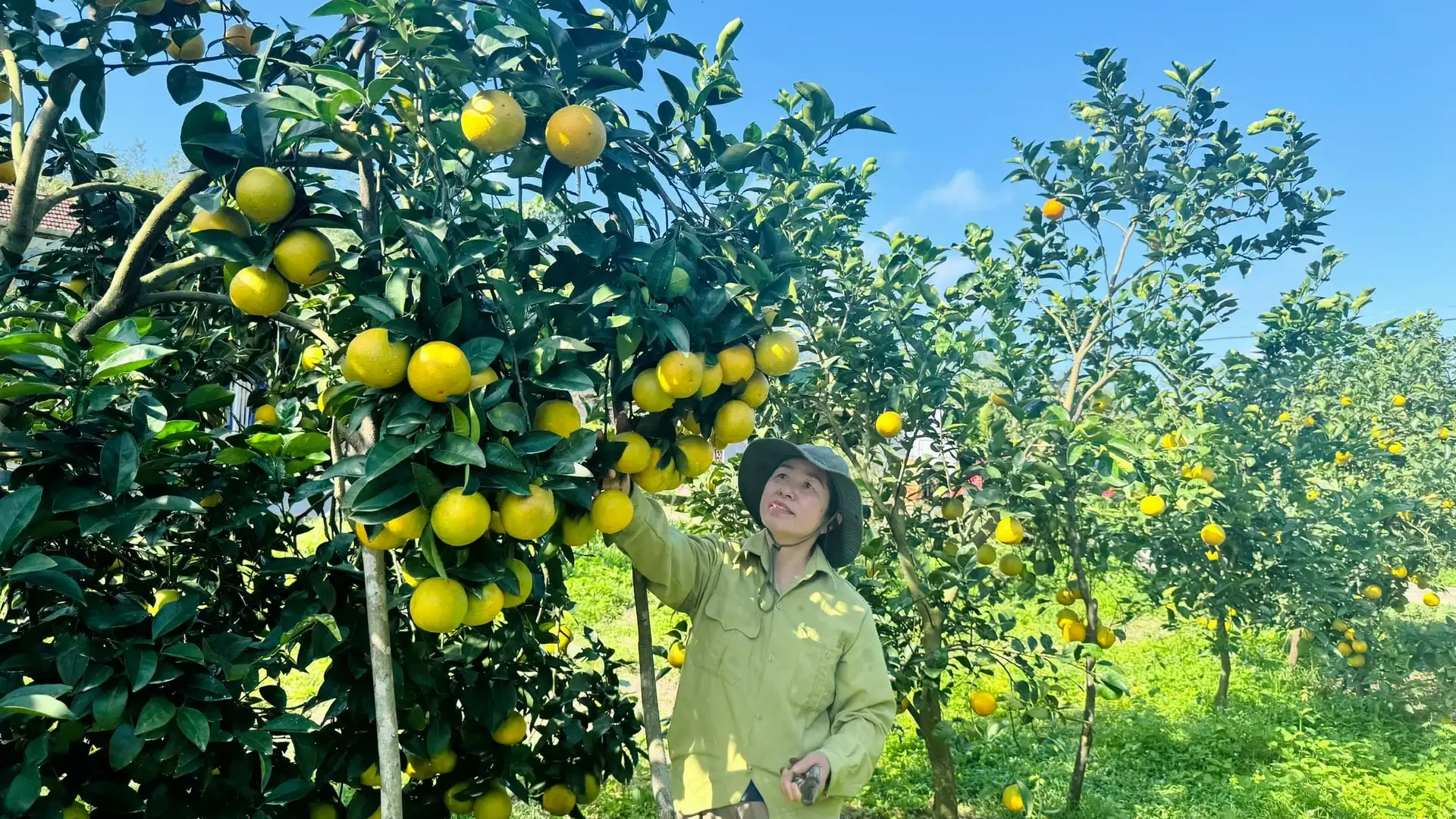 Hà Tĩnh ước thu gần 70 nghìn tấn cam