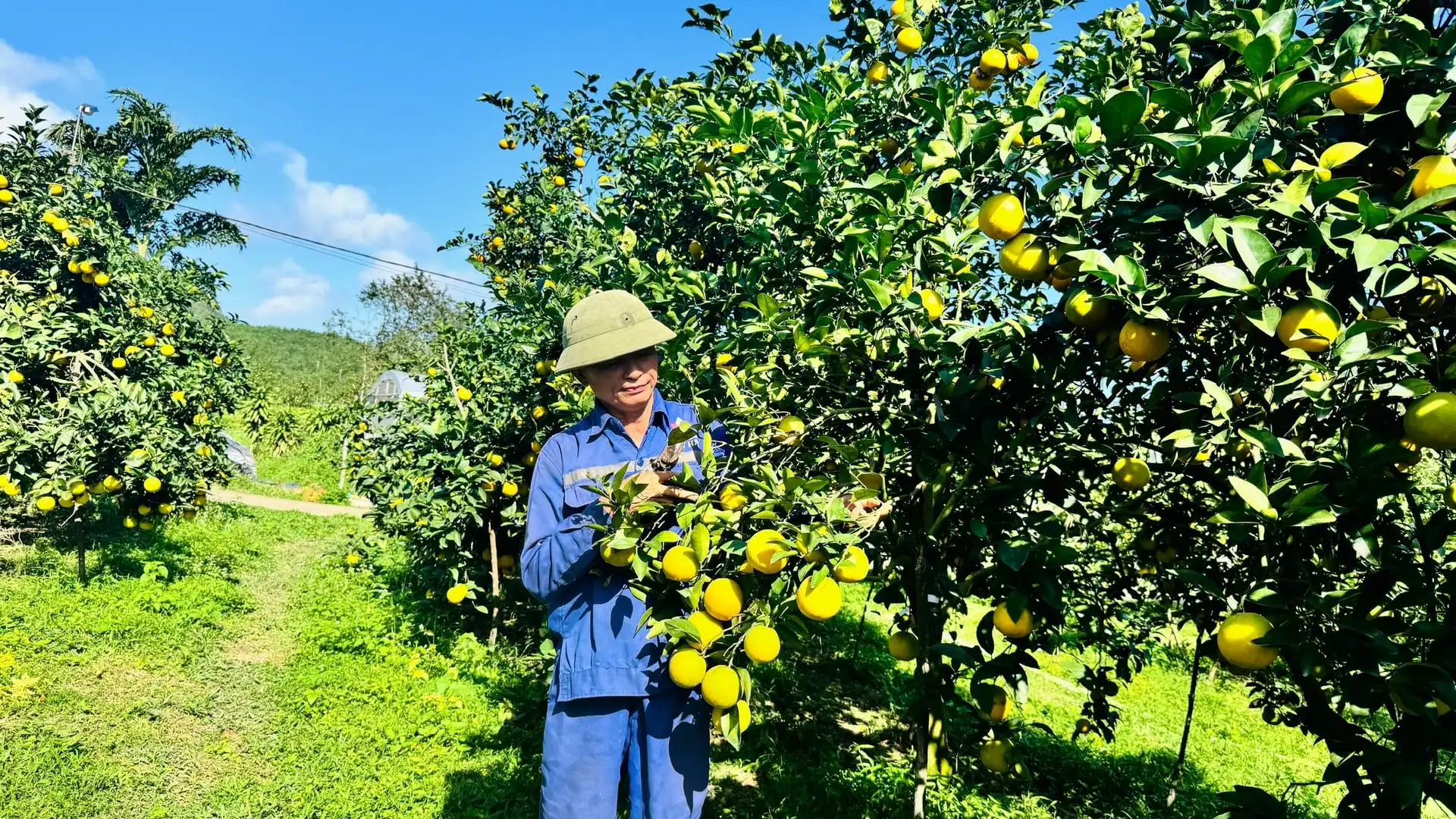 Hà Tĩnh ước thu gần 70 nghìn tấn cam