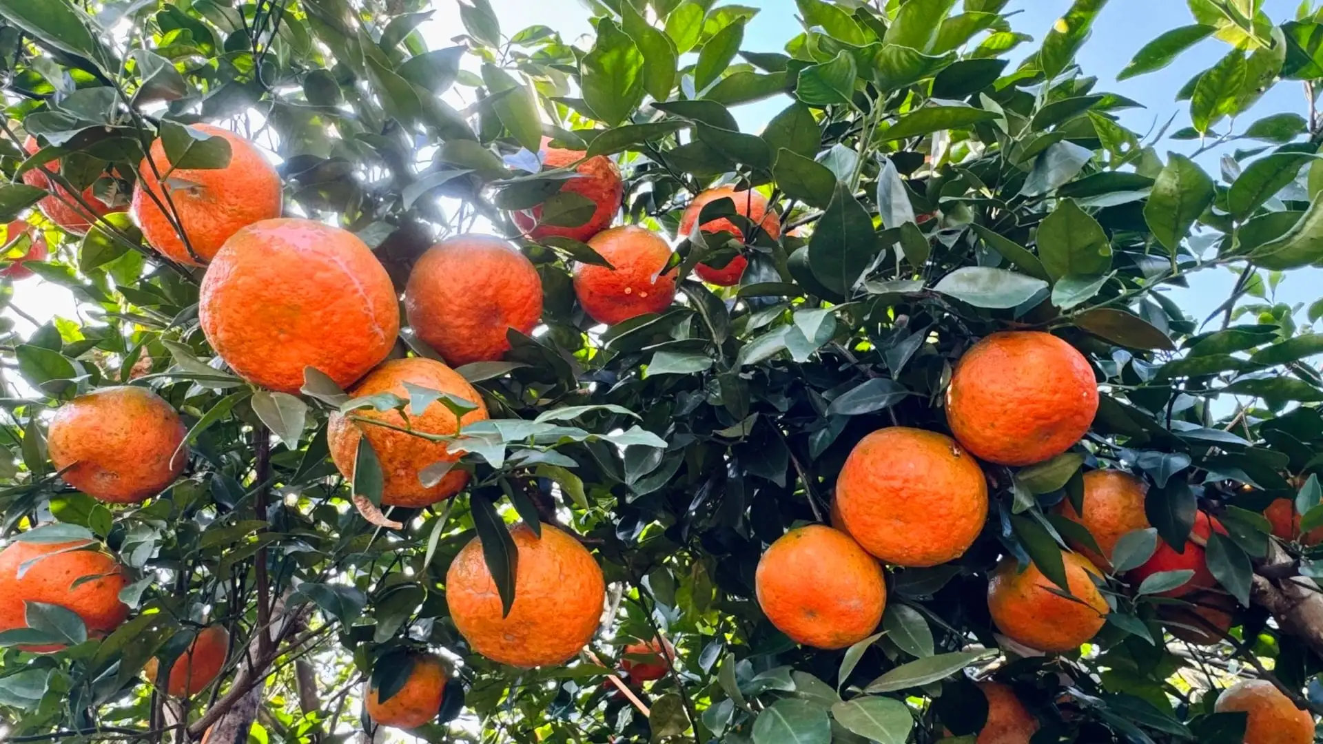 Hà Tĩnh ước thu gần 70 nghìn tấn cam