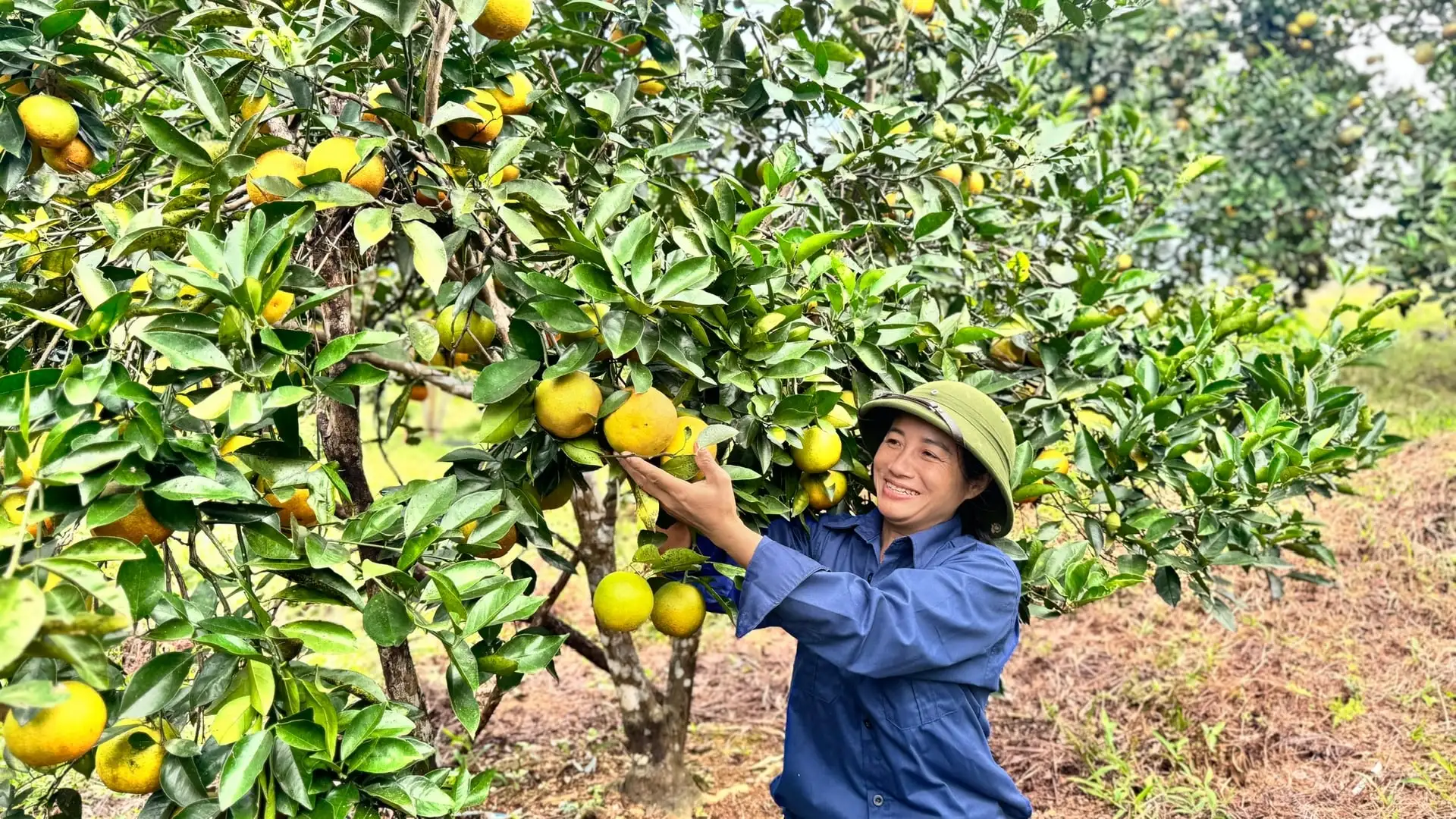 Hà Tĩnh ước thu gần 70 nghìn tấn cam