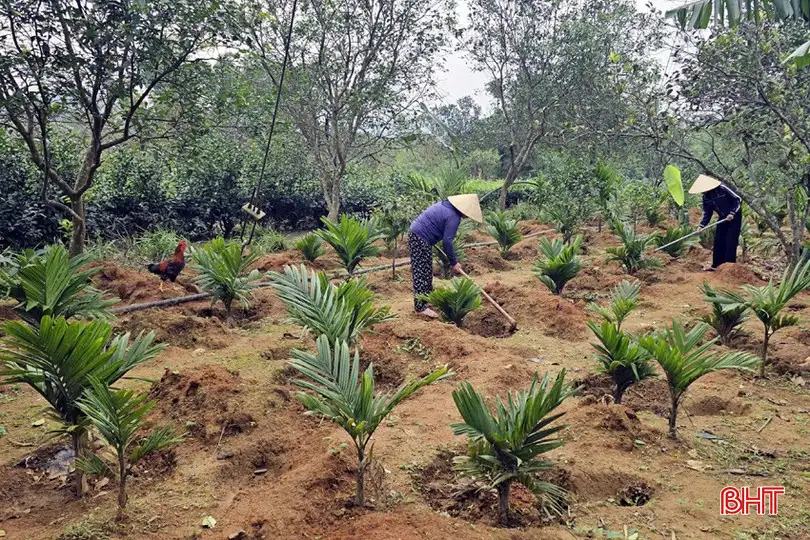 Hiệu quả kép từ mô hình ươm cây cau cảnh