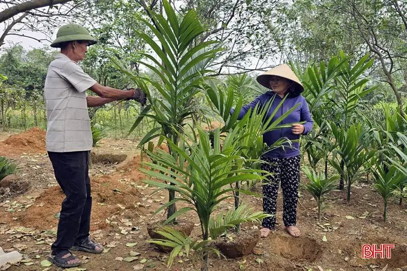 Hiệu quả kép từ mô hình ươm cây cau cảnh