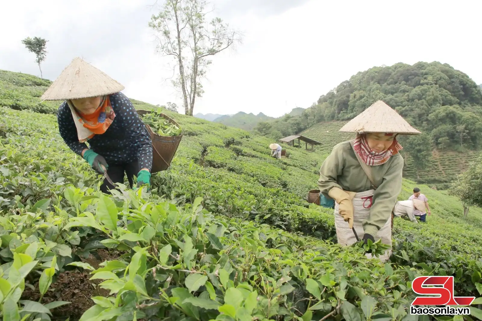 Hỗ trợ nhân dân phát triển kinh tế, xóa đói, giảm nghèo