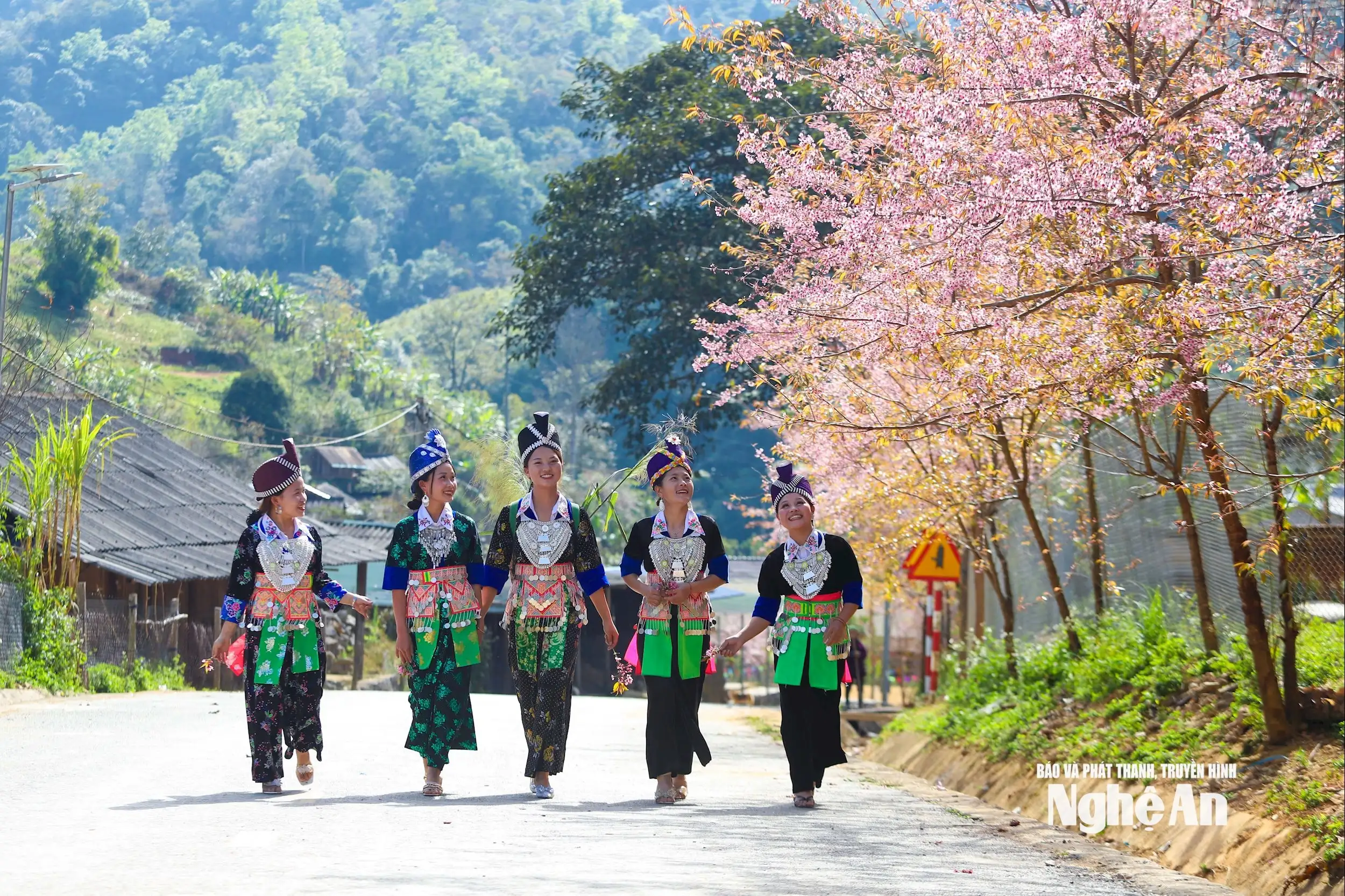 Hoa anh đào thắp hồng Mường Típ