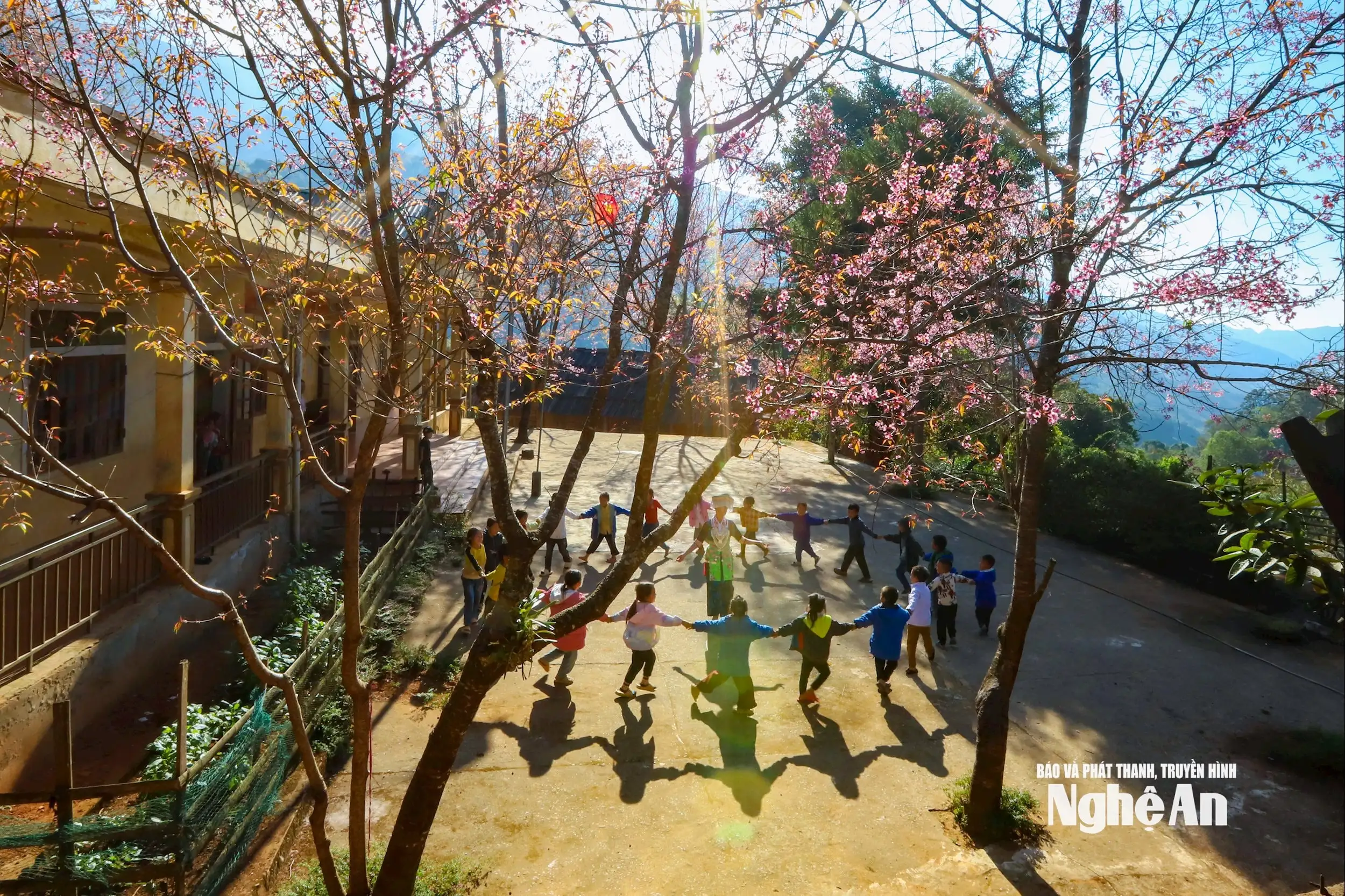 Hoa anh đào thắp hồng Mường Típ