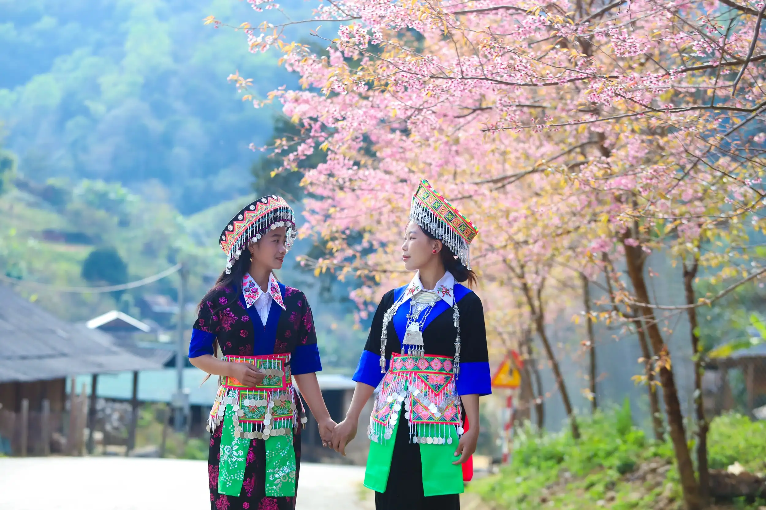 Hoa anh đào thắp hồng Mường Típ