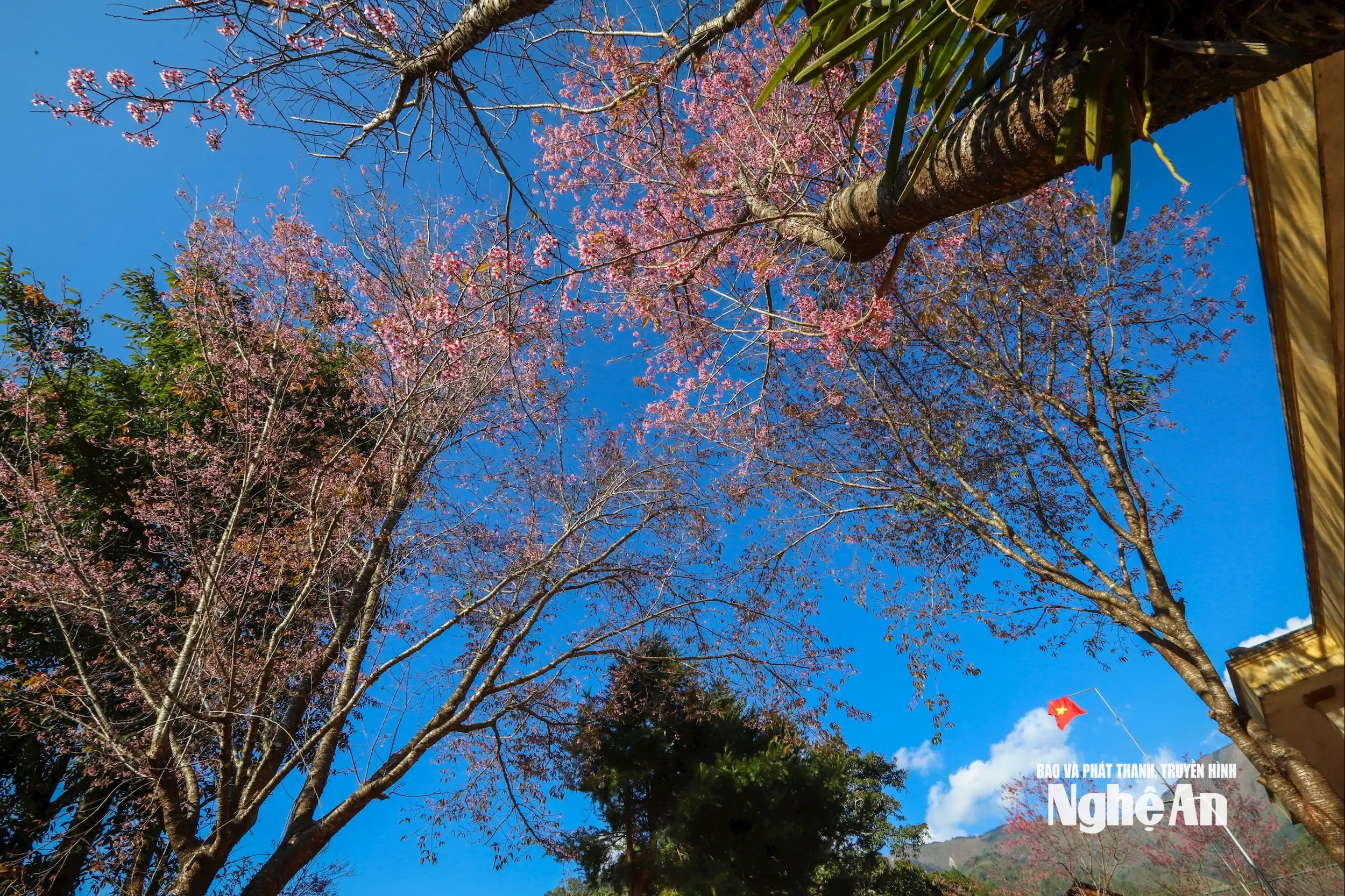 Hoa anh đào thắp hồng Mường Típ