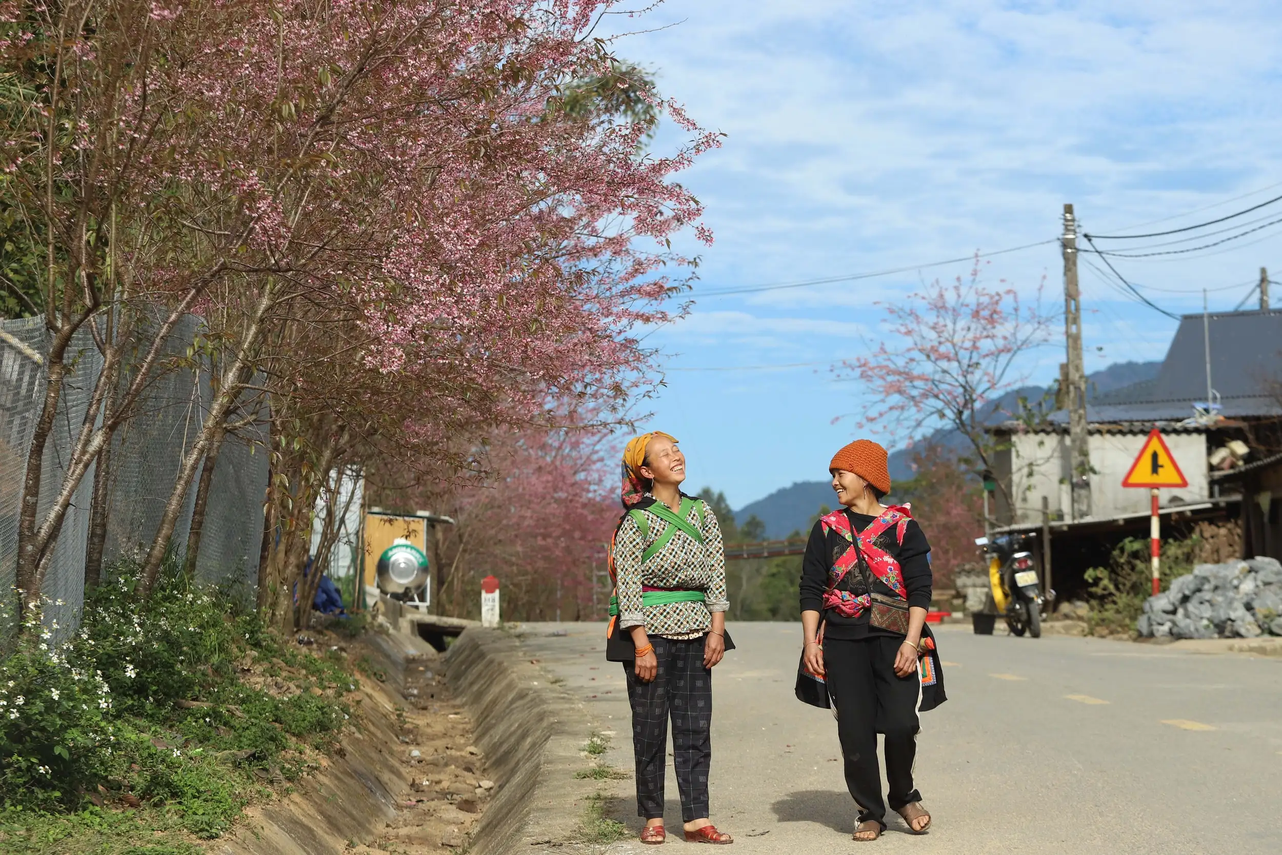 Hoa anh đào thắp hồng Mường Típ