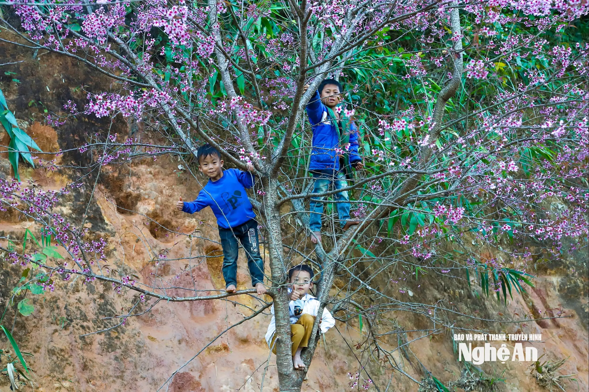 Hoa anh đào thắp hồng Mường Típ