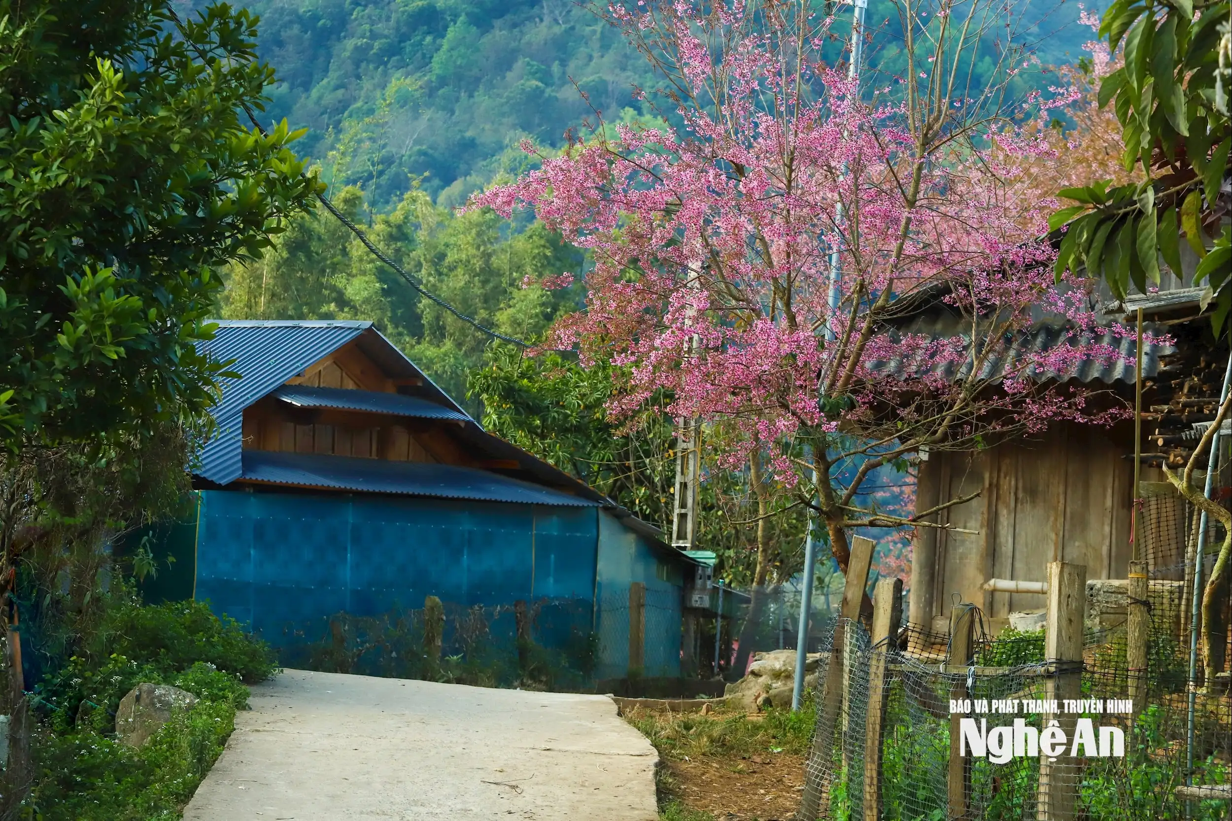 Hoa anh đào thắp hồng Mường Típ