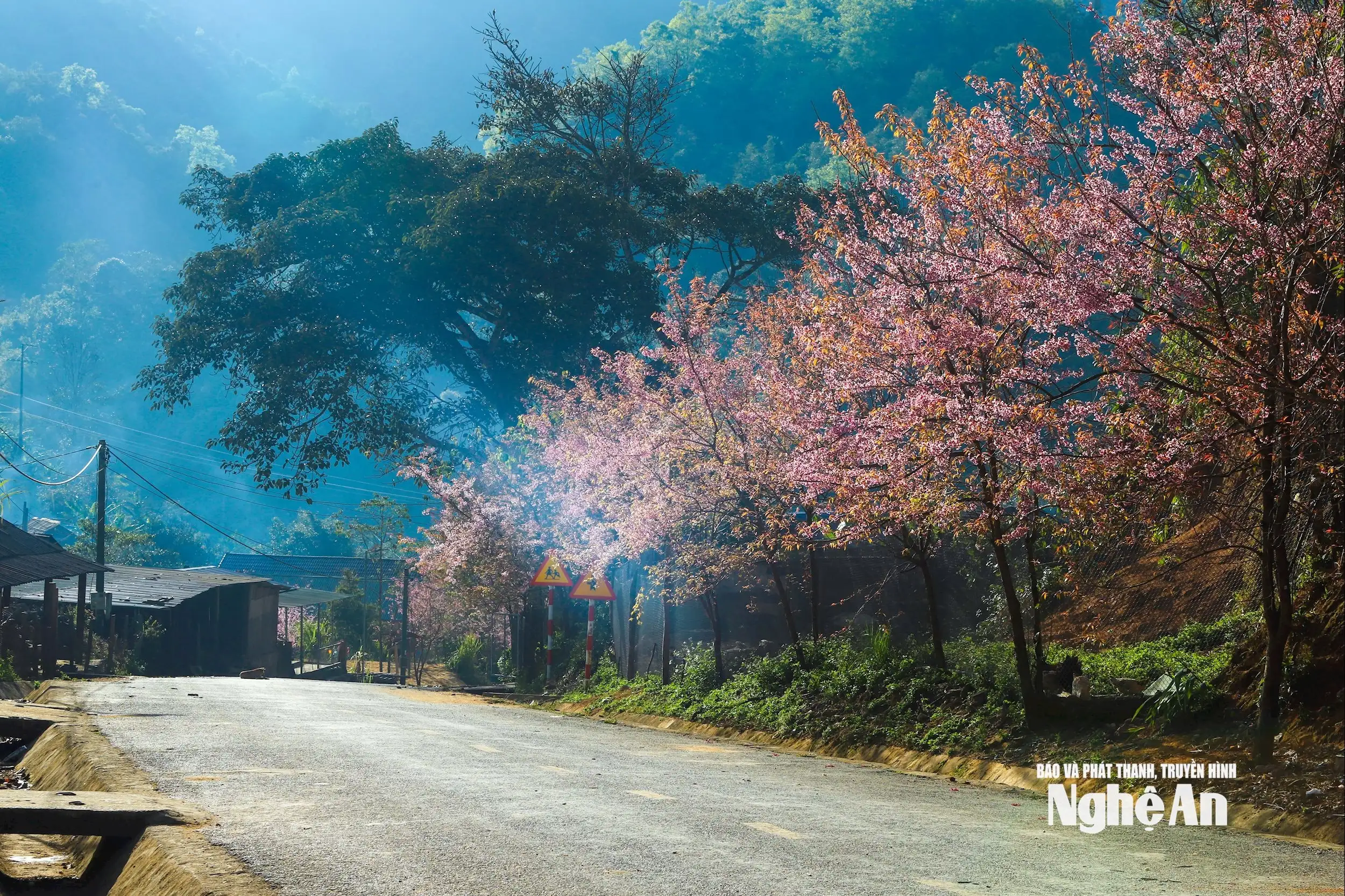 Hoa anh đào thắp hồng Mường Típ