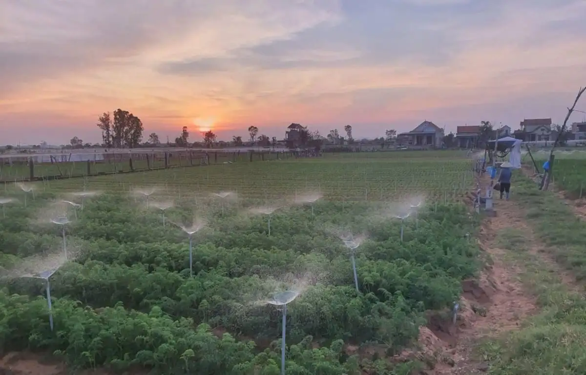 Hợp tác xã công nghệ cao – đòn bẩy nâng tầm nông nghiệp Nghệ An