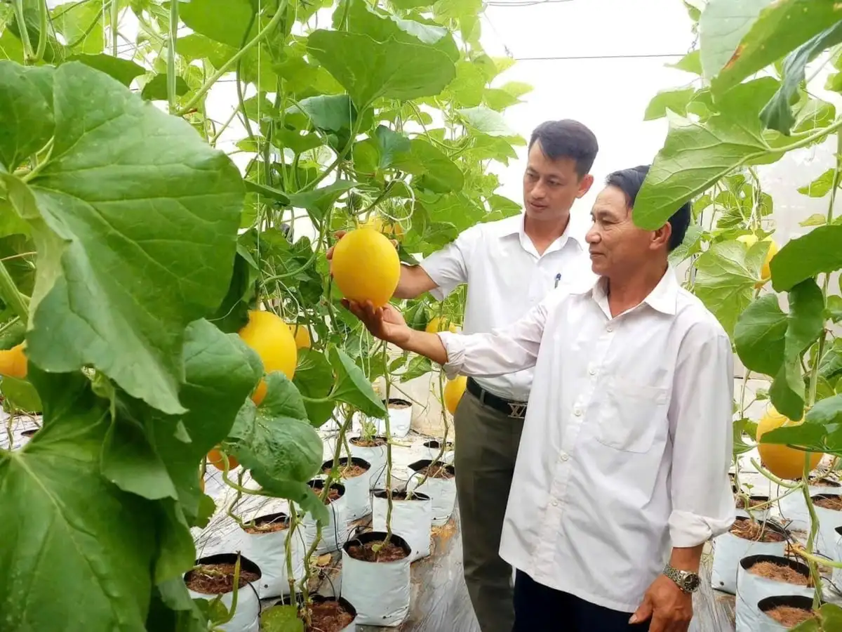 Hợp tác xã công nghệ cao – đòn bẩy nâng tầm nông nghiệp Nghệ An