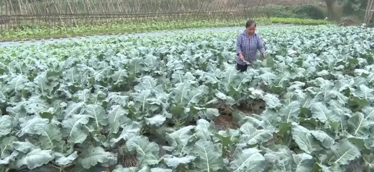 HTX Ninh Thái: Cú hích từ mô hình kiểu mới