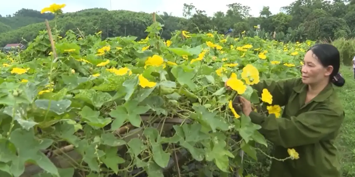 HTX Ninh Thái: Cú hích từ mô hình kiểu mới