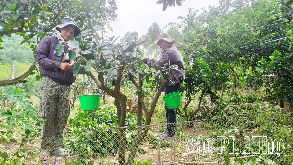 Hướng đi bền vững cho kinh tế trang trại