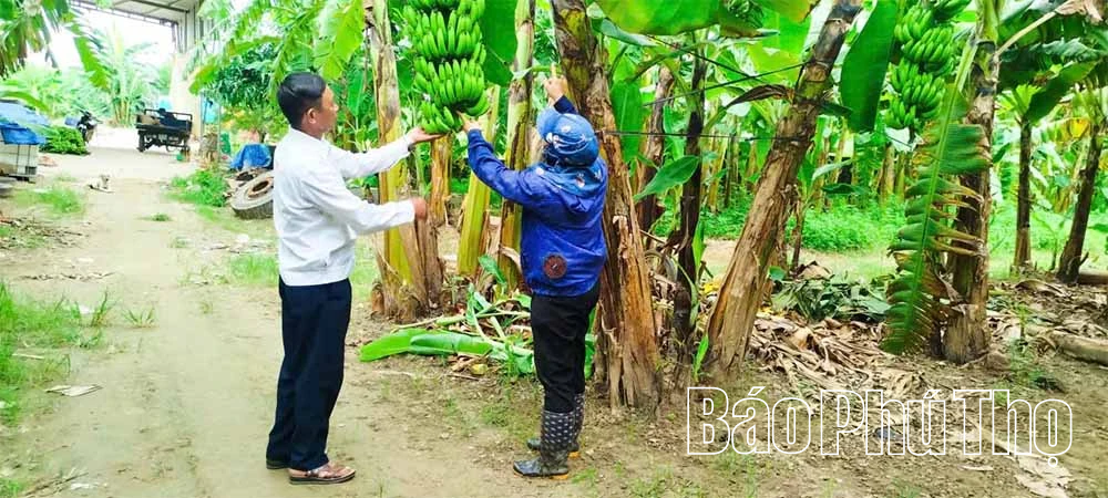 Hướng đi bền vững cho kinh tế trang trại