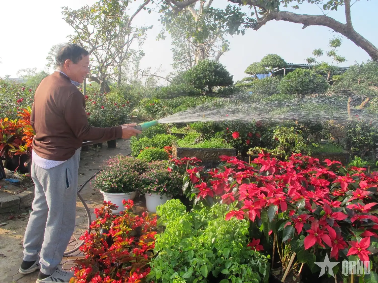 Hướng đi mới cho công nghiệp sinh học từ cây cỏ voi 