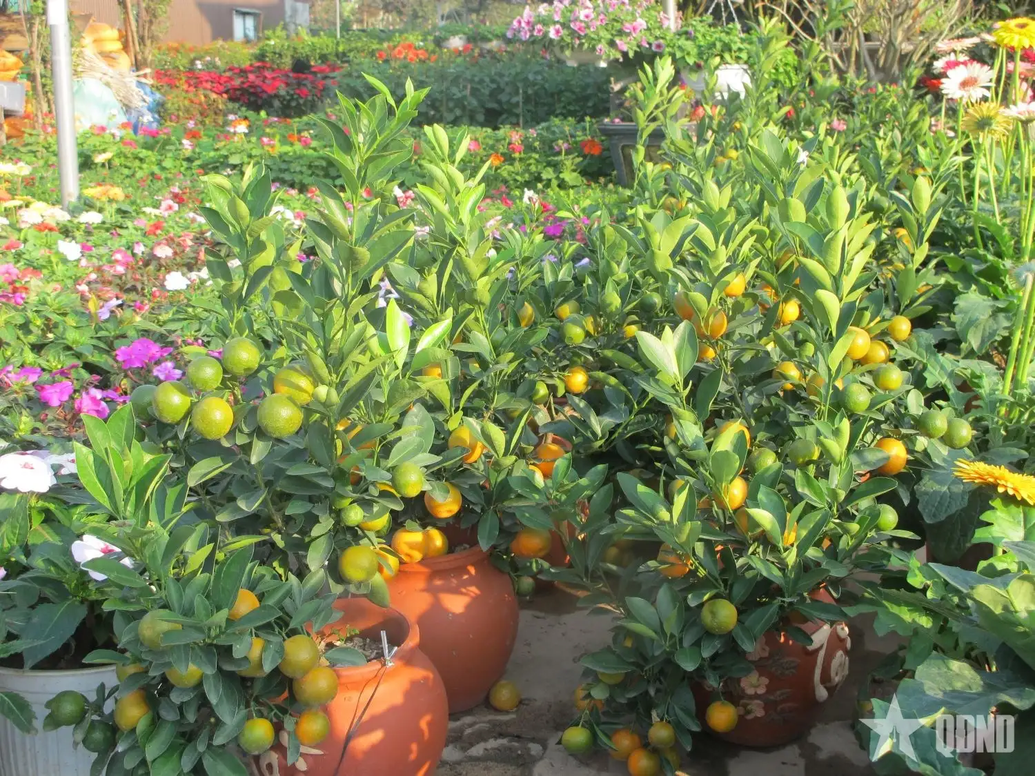 Hướng đi mới cho công nghiệp sinh học từ cây cỏ voi 