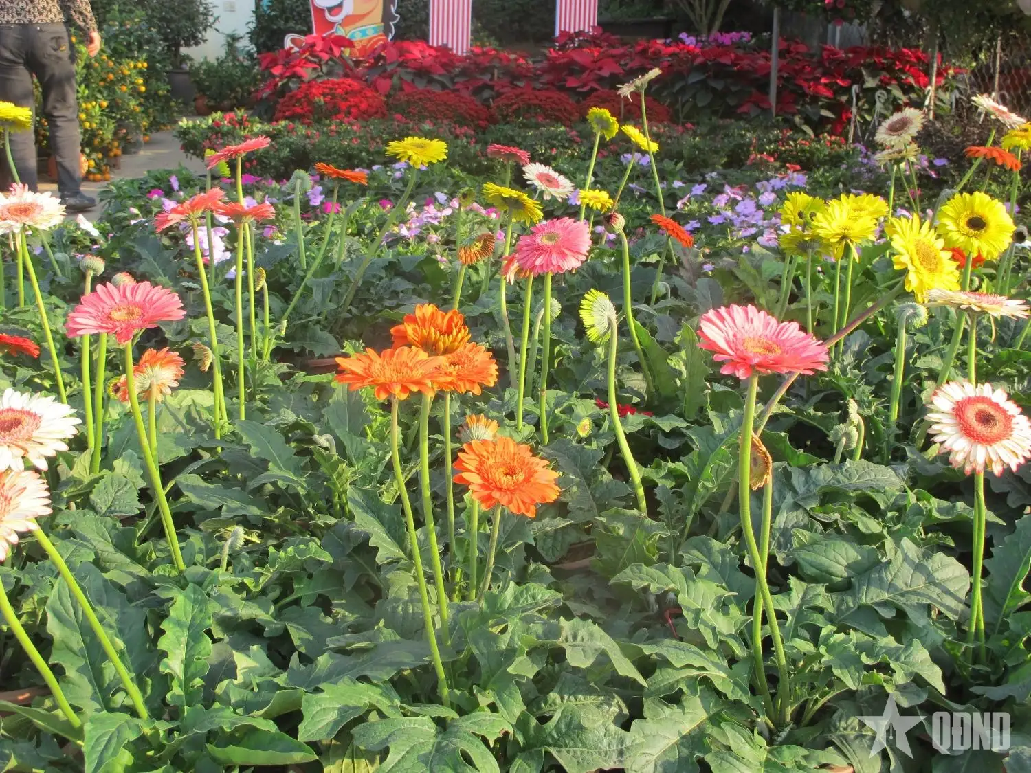 Hướng đi mới cho công nghiệp sinh học từ cây cỏ voi 