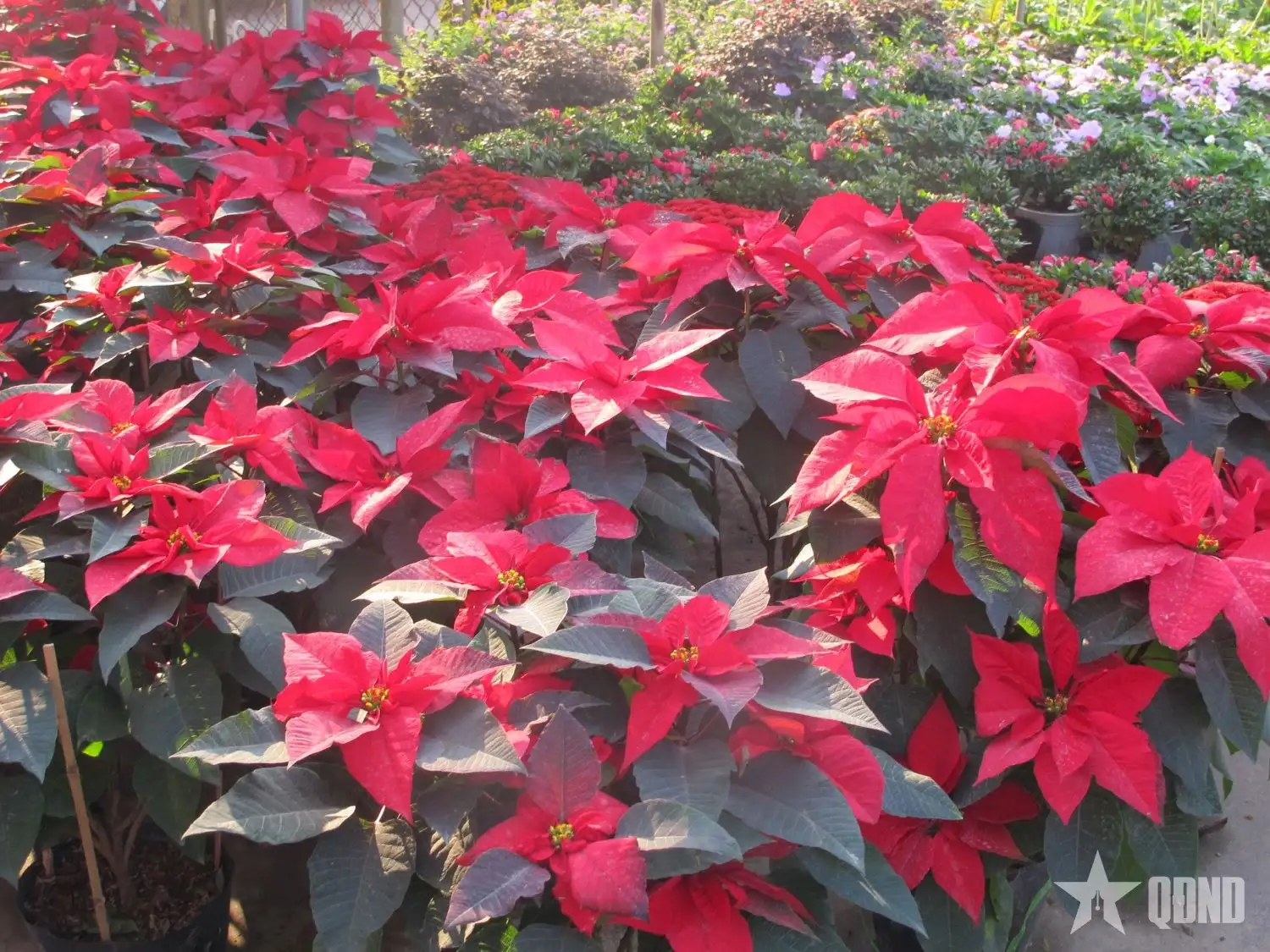 Hướng đi mới cho công nghiệp sinh học từ cây cỏ voi 