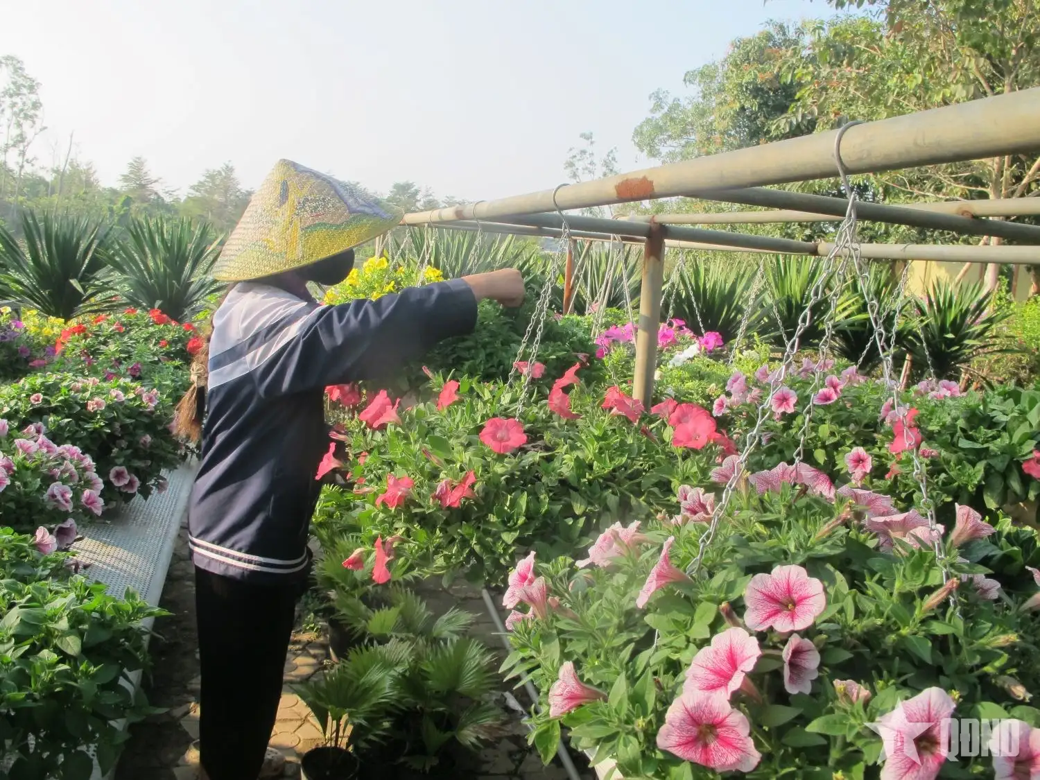 Làng hoa, cây cảnh lớn nhất Nghệ An: Mùa xuân từ những mầm xanh, nụ biếc