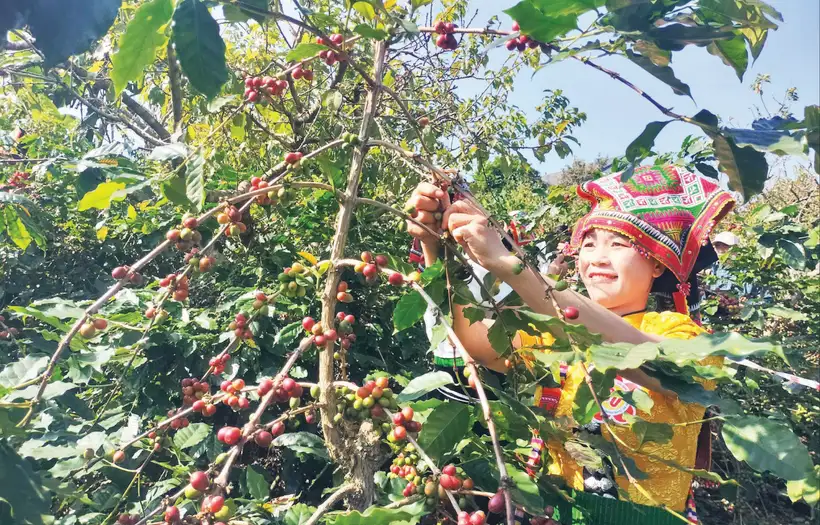 Hướng tới nông nghiệp bền vững ở Sơn La