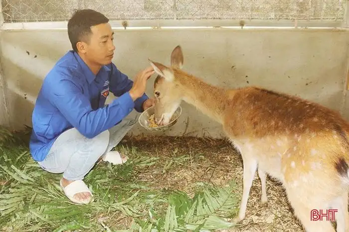 Hươu sao mở lối khởi nghiệp cho thanh niên Sơn Giang