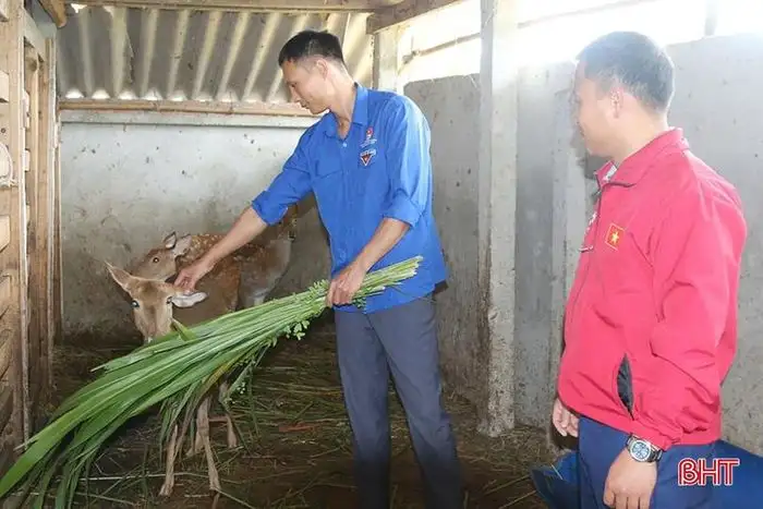 Hươu sao mở lối khởi nghiệp cho thanh niên Sơn Giang