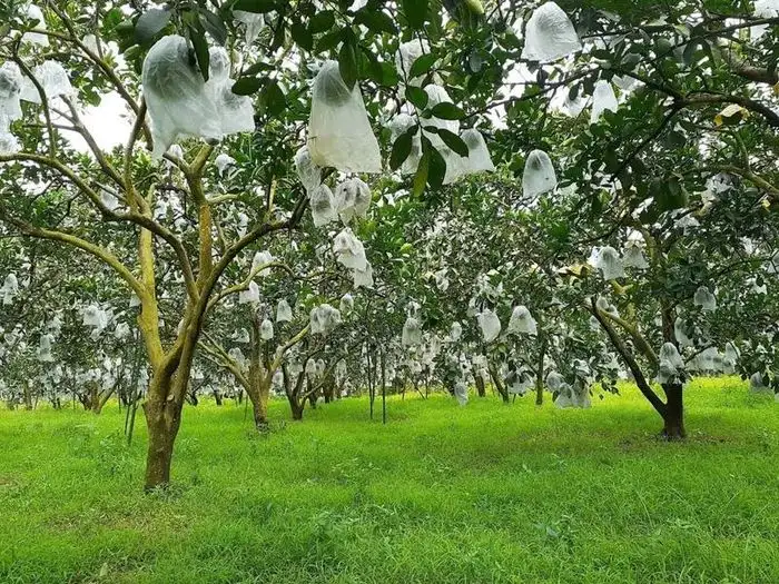 Khi công nghệ kể chuyện nhà vườn và niềm tin đến từ sự minh bạch
