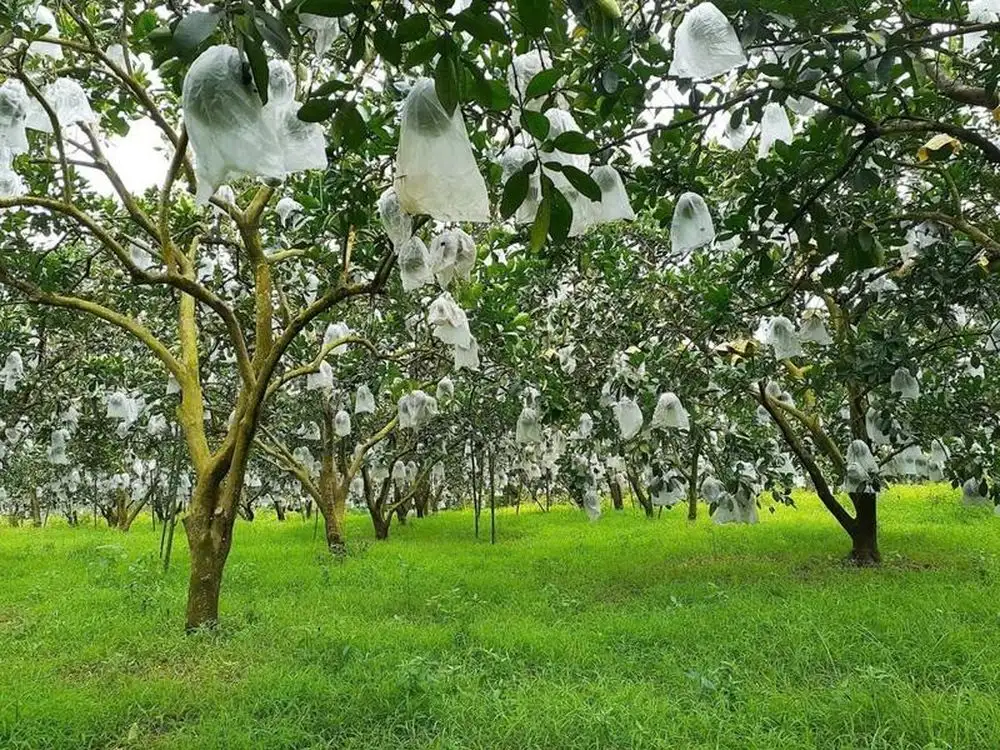 Khi công nghệ kể chuyện nhà vườn và niềm tin đến từ sự minh bạch