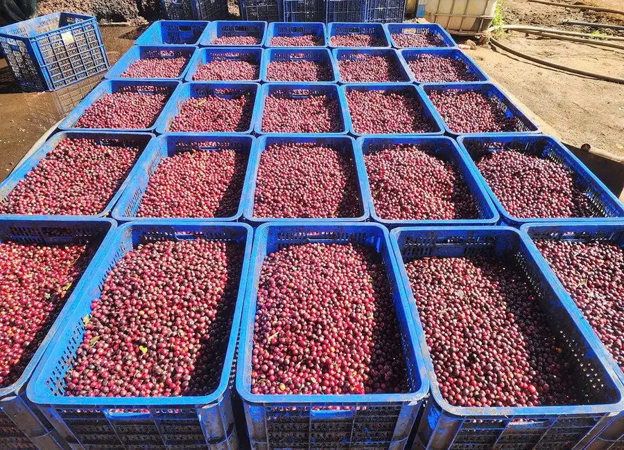 Khi hạt cà phê mở lối du lịch canh nông ở Ia Phí