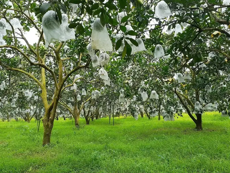 Khi nông sản trở thành cầu nối gắn kết gia đình