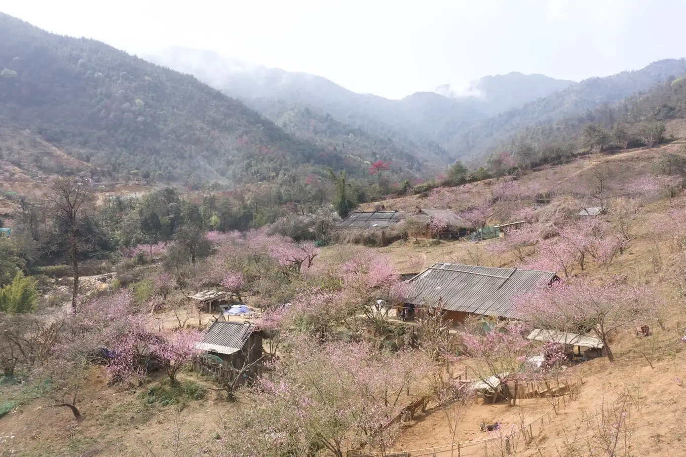 Lạc bước ở làng đào cổ trên núi cao