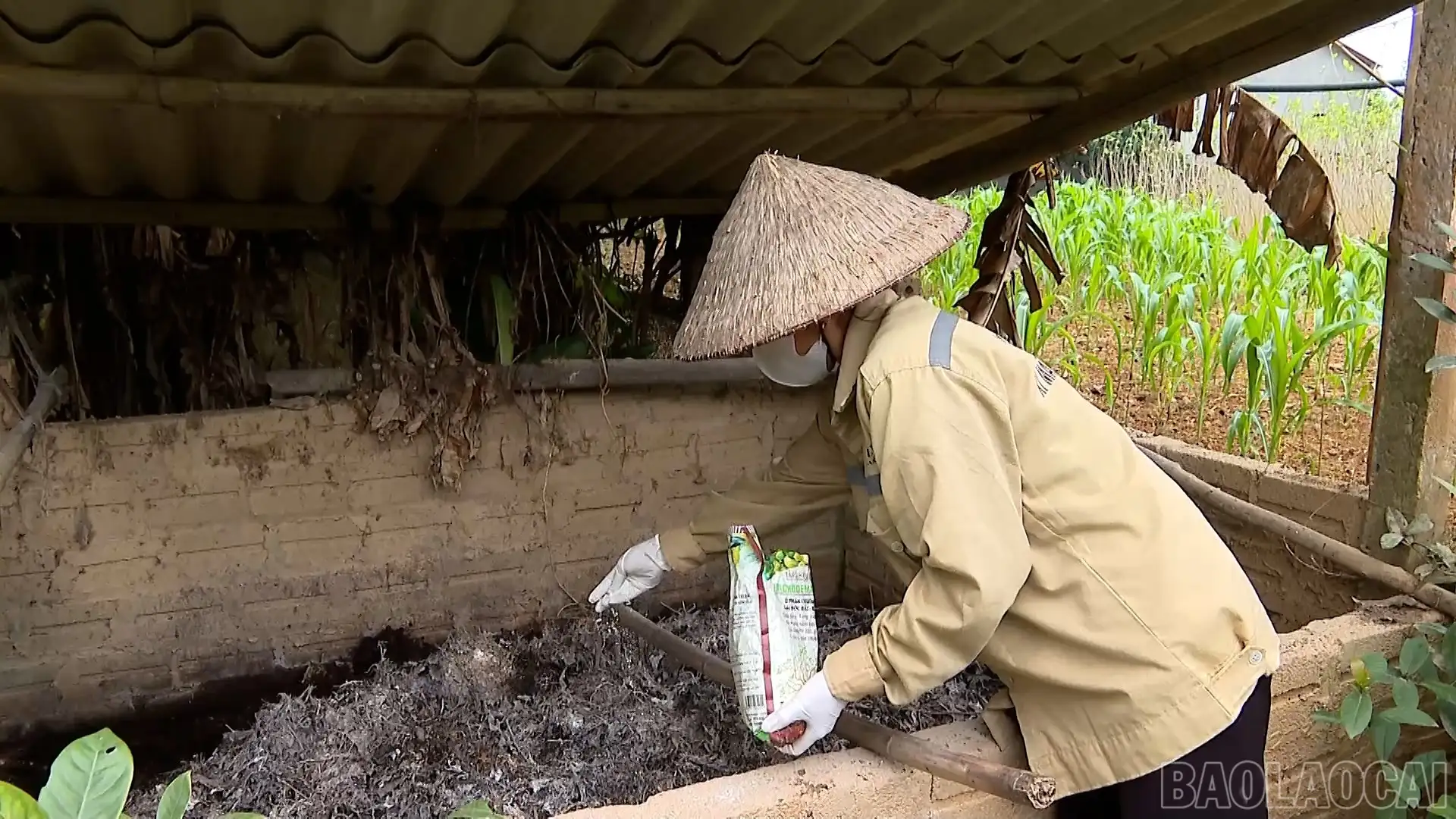 Lào Cai nở rộ mô hình nông nghiệp xanh