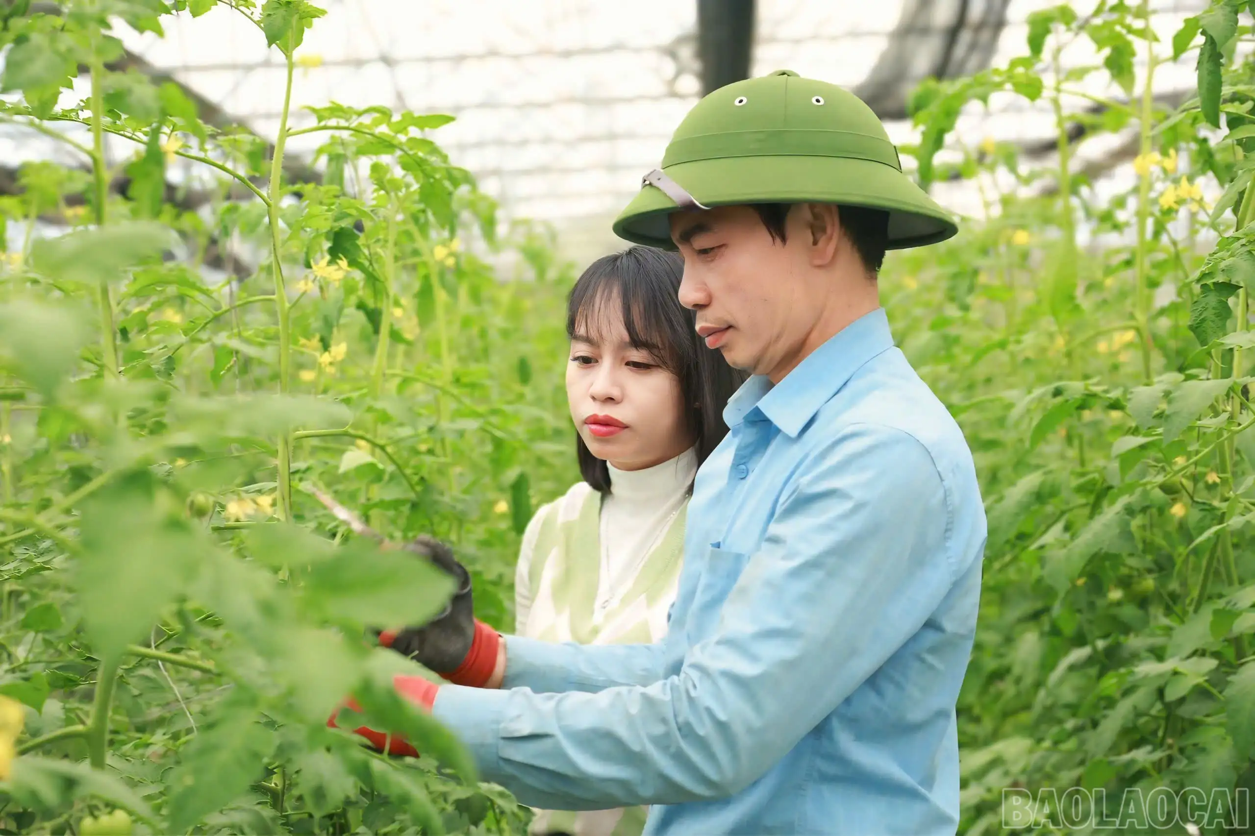 Lào Cai nở rộ mô hình nông nghiệp xanh