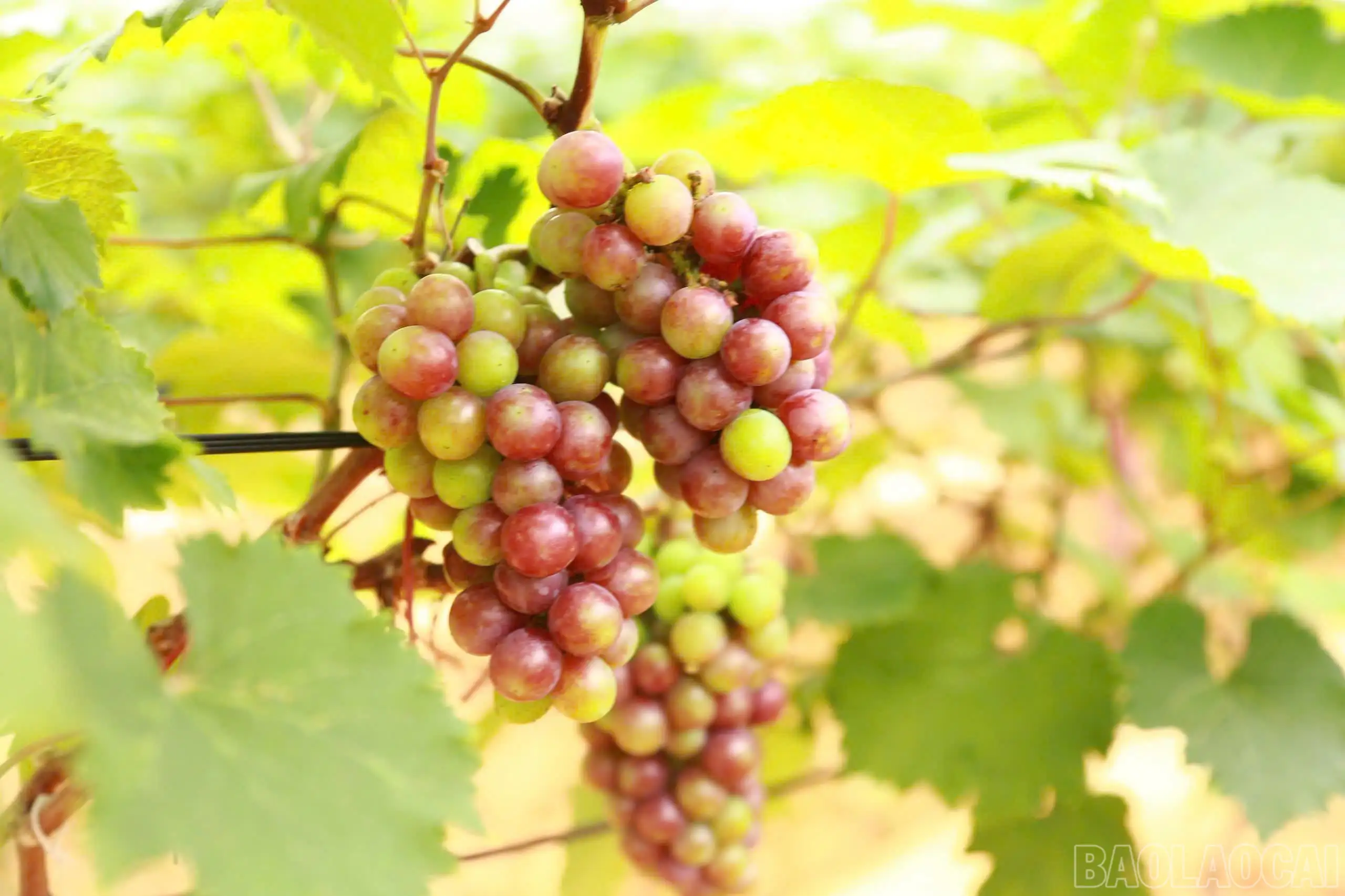 Lào Cai nở rộ mô hình nông nghiệp xanh